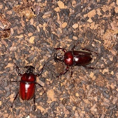 大型カブトムシ♂72ミリ︎︎ ♀フリーサイズ