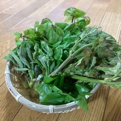 【天然】現日限り山菜セット！