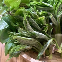 【天然】現日限り山菜セット！の画像