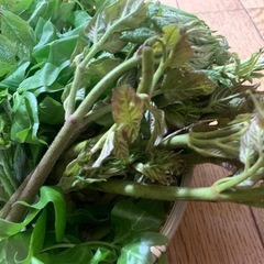 【天然】現日限り山菜セット！の画像