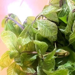 【天然】現日限り山菜セット！の画像