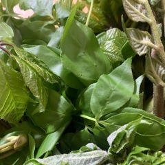 【天然】現日限り山菜セット！の画像