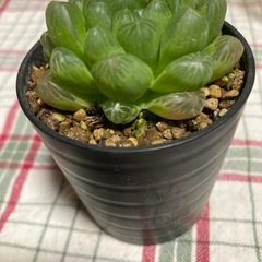 オブツーサ多肉植物の画像