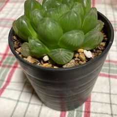 オブツーサ多肉植物の画像