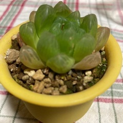 オブツーサ多肉植物の画像