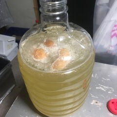 メダカ針子の生き餌ビネガーイール