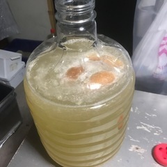 メダカ針子の生き餌ビネガーイールの画像