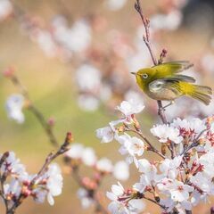 野鳥撮影、バードウォッチングしてる方
