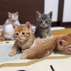 茶トラ里親募集★