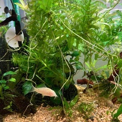 無農薬水草　アナカリス　5本の画像