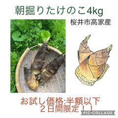 【お試し価格:半額以下】朝採りタケノコ　約4kg　米ぬかプレゼント