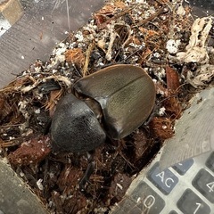モーレンカンプオオカブト　メス単