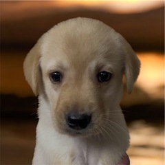 ラブラドールレトリバー　子犬♂