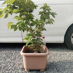 温地さくらんぼ