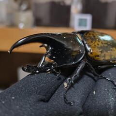マヤシロカブト幼虫6頭（外国産カブトムシ）の画像