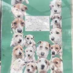 ジャックラッセルテリア 里親募集(0〜6歳)