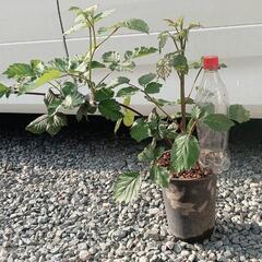 ブラックベリー