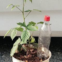 ブラックベリー
