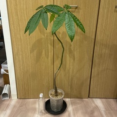 パキラ