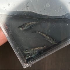 値下げ
◾️サファイア◾️メダカ4匹セットの画像