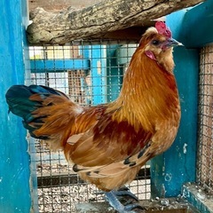 ニワトリ　オス　雄鶏　
