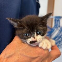 お鼻のちょこんマークが可愛い子猫ちゃん