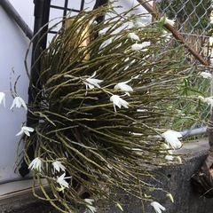 セッコク
の画像