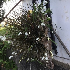 セッコク
の画像