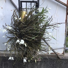 セッコク
