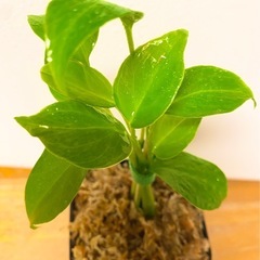 モンステラ デリシオーサの苗🌱種から育てました！！