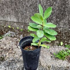 青雁皮の苗　ロングポット入り