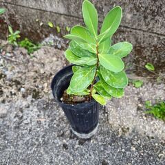 青雁皮の苗　ロングポット入りの画像