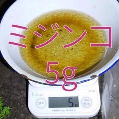 ミジンコ　5g 15,000匹　追加可能　みじんこ