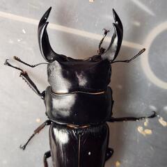 国産オオクワガタペア♂79.4mm×♀50.2mm オオクワガタ 

