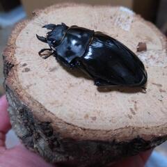 ツヤクワガタ３種【観賞用】の画像