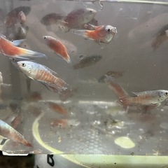 パラダイスフィッシュ（複数種類交配）の画像