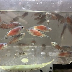 パラダイスフィッシュ（複数種類交配）