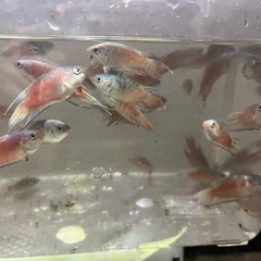 パラダイスフィッシュ（複数種類交配）の画像
