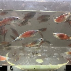 パラダイスフィッシュ（複数種類交配）の画像