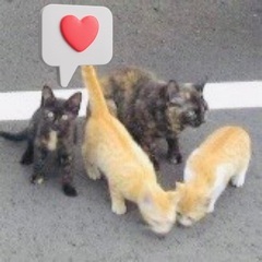 横浜野毛の地域猫さんに詳しい猫好きさんよろしくです？
