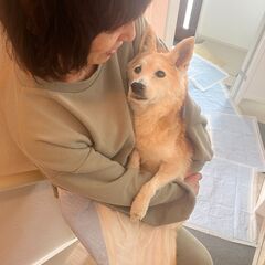 犬の訪問介護 (老犬・要介助犬専門ペットシッター)