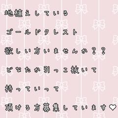 ♥どなたか欲しい方いませんか？♥引っこ抜いて持っていって頂…