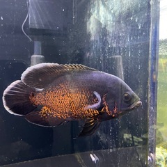 レッドオスカー、熱帯魚、大型魚、肉食魚