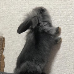 ライオンラビットの女の子