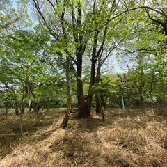 キャンプ場として森レンタル（300㎡〜450㎡）　年間利用料60,000円　ラーメンショップ牛久結束店付近　お試し1ヵ月3000円 - 短期賃貸
