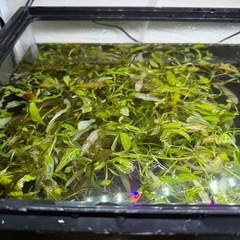 水草 熱帯魚 水槽