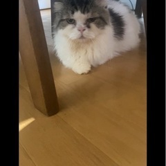 【里親募集中】シュガーフォールド　男の子