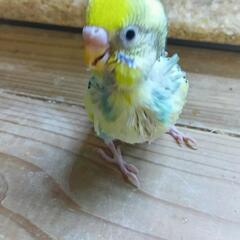 セキセイインコ　4/22画像更新　色柄がでました