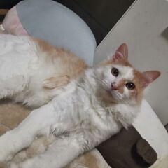 ふわふわ可愛いオス猫です！