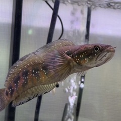 コウタイ、スネークヘッド、熱帯魚、大型魚、肉食魚